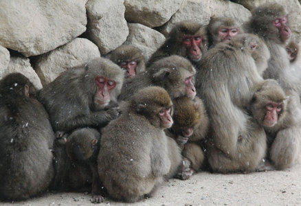 日本动物园数十只猴子抱团取暖抵御寒冬(图)