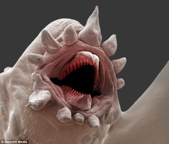 可怕：海鳞虫的嘴能由内向外翻转，这样便于捕捉食物。