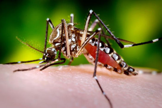 科学家研究基因改造法控制蚊子传播疾病(组图)