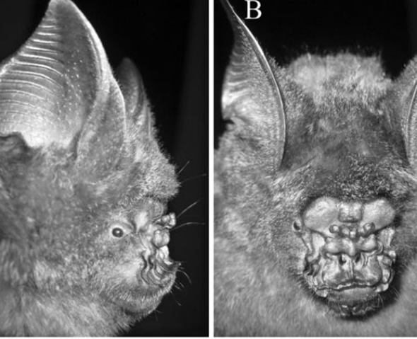 越南发现新种蝙蝠鼻子怪异似鹰头(图)