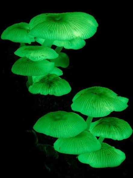 ѧMycena Chlorophos﷢ֵ7﷢֮һ