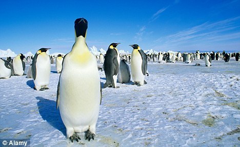 又矮又胖：现代企鹅比渐新世的祖先又矮又胖。 