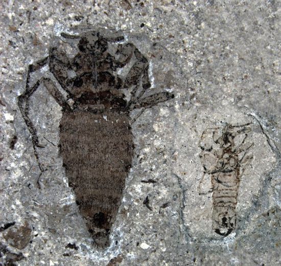 中国发现巨型跳蚤化石以吸恐龙血为食(图)