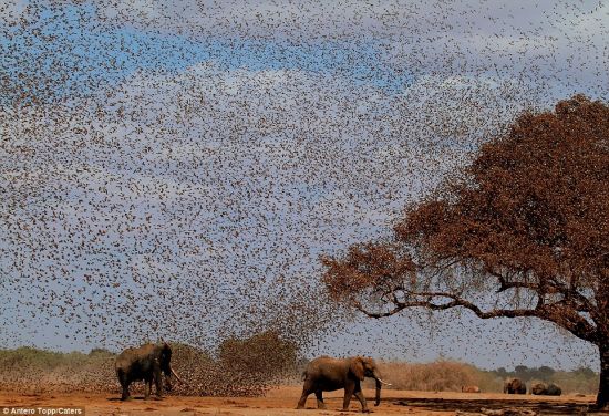 天罗地网：这些鸟聚集在水坑附近，当时这些大象正想喝水。
