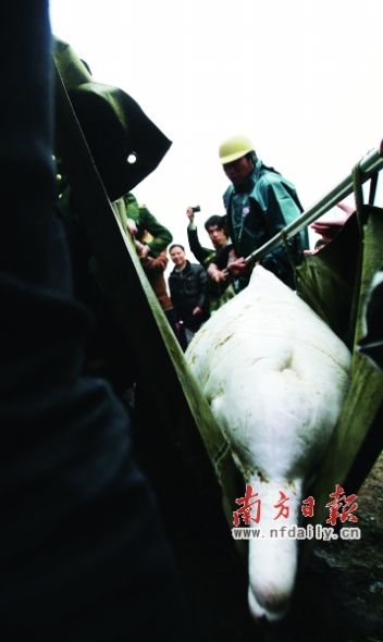 经过将近1个小时的努力，中华白海豚被成功营救上岸。 南方日报记者 卢奕诚 摄