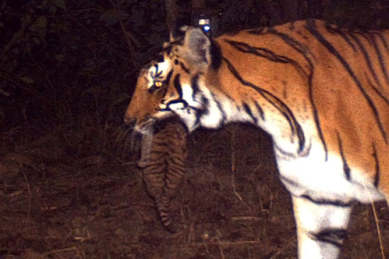 相机陷阱拍摄到一只雌性孟加拉虎嘴里叼着一只它的幼崽