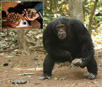日本和英国的研究小组发现黑猩猩为了获得稀有食物而倾向于直立行走。照片由京都大学灵长类研究所提供。（共同社）