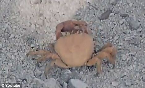 这只受了重伤、勇敢异常的螃蟹截断了它自己的钳子。