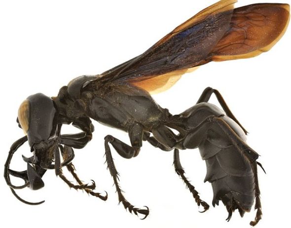 肯西认为，这种黄蜂的下颚主要有两个用途，一是抵御来犯敌人，二是博得配偶欢心。