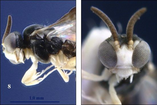 这是一种新种胡蜂，它们会在距离地面仅半英寸(约合1.3厘米)的高度上飞行并伺机捕食地面上的蚂蚁