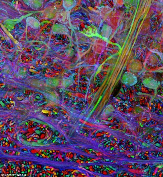 美国哈佛大学的科学家杰夫-里奇特曼绘制的大脑3D图像，展现大脑细胞间的神经连接