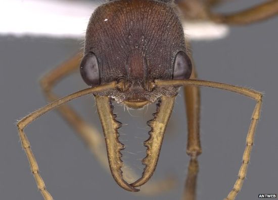 科学家计划拍摄全球所有已知蚂蚁物种3D照片