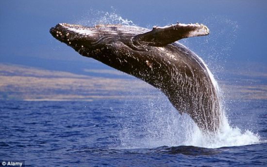 兴奋之极：这头座头鲸高高跃出水面，似乎非常兴奋