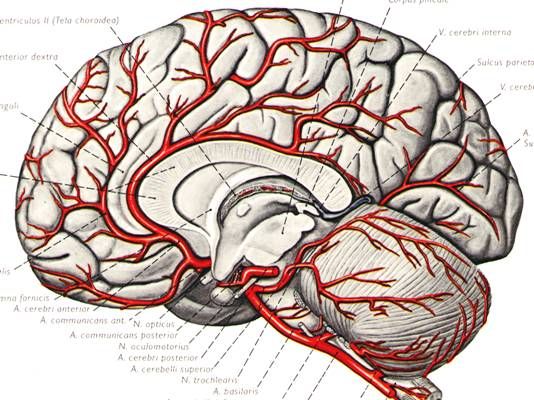 脑血管总长度达到16公里