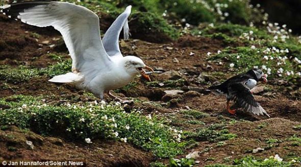 一只海鸥抢夺一只海雀口中美食