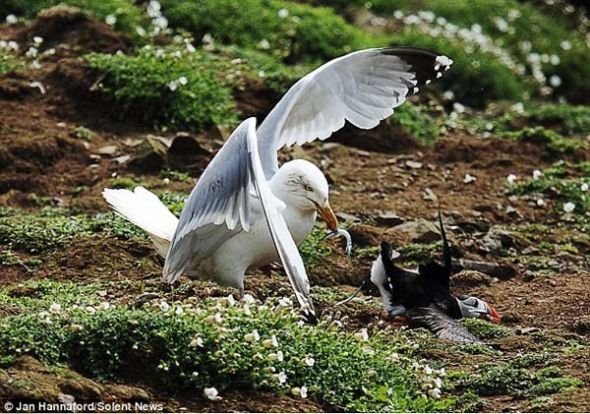体型上不占优势的海雀受到敌手的威胁 美食拱手相让