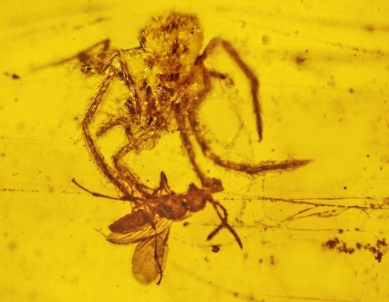 缅甸发现亿年琥珀定格蜘蛛猎捕黄蜂瞬间(图)