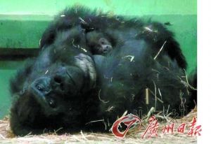 40岁母猩猩成功产崽再创最高龄分娩纪录猩猩纪录高龄