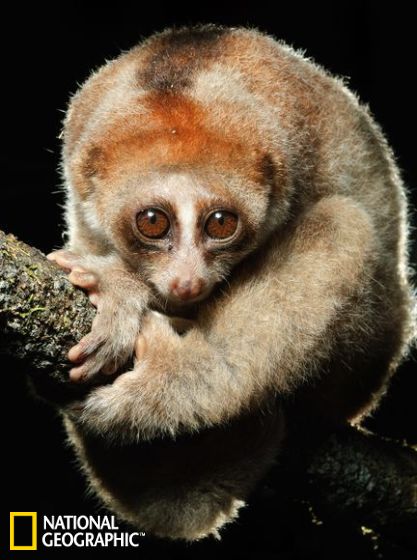 研究人员在婆罗洲发现了一种新的懒猴，学名为Nycticebus kayan 