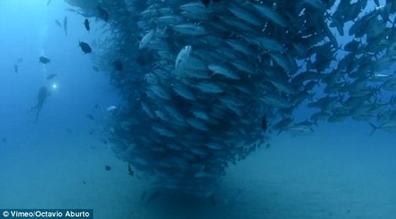 巨型鱼群旋转上升形成深海龙卷风瞬间(图)