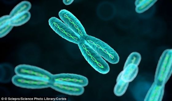研究人员表示，染色体（这里显示的是电脑模拟结果）会导致男性在未来数百万年内走向灭亡