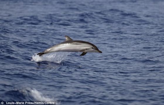 意大利现100多只死海豚：或因麻疹病毒致死