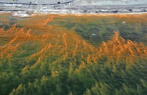 �ձ����δ��������е����ﺣ��Լ��ƽ������ĺ�ˮ7��2�ճ��ֳೱ����