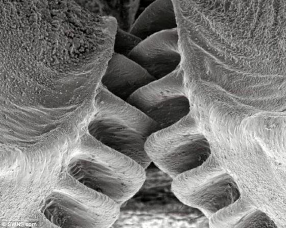 英国剑桥大学的科学家在伊苏斯虫的后腿发现类似齿轮的弯曲牙带，可以像机械齿轮一样咬合和旋转，帮助它们跳跃