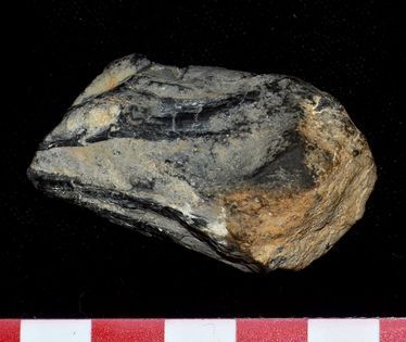马克·麦克梅纳明发现的三叠纪“克拉肯”喙尖部的化石
