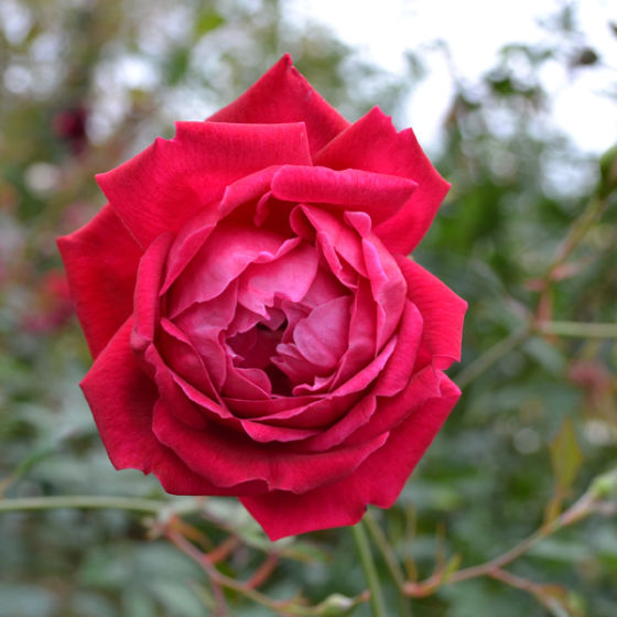 月季(Rosa chinensis)花瓣呈卷曲状,较厚,枝干上的刺粗硬稀疏,每一复叶只有3-5片小叶,叶面较平,不皱且其上覆有薄薄的蜡质层