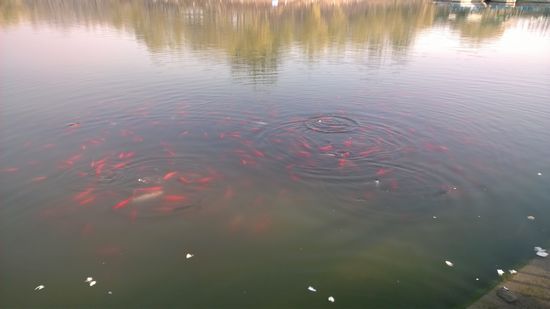 六寸大屏WP系统手机 诺基亚Lumia 1520评测