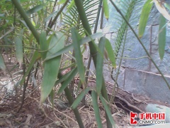 侧滑全键盘宏达CDMA智能强机Mogul评测(7)