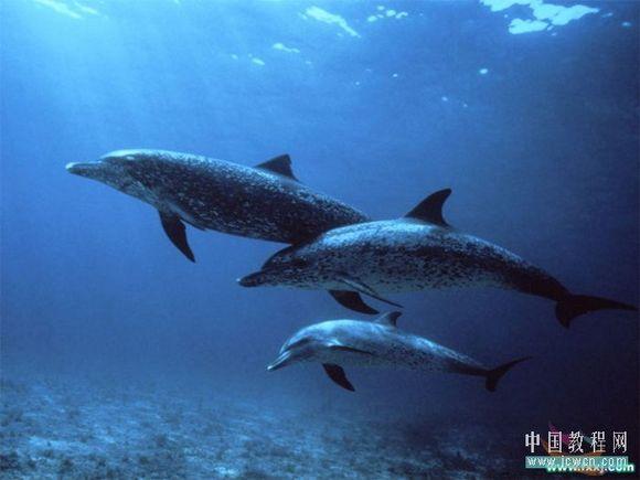 PS�̳��Զ��廭�ʡ�ˮ�ݡ�������(5)