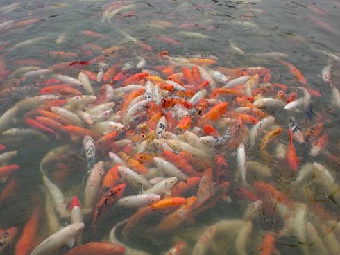 510���������ᰮ����SO905iCS����(9)