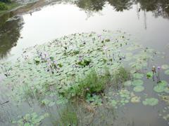 510���������ᰮ����SO905iCS����(9)