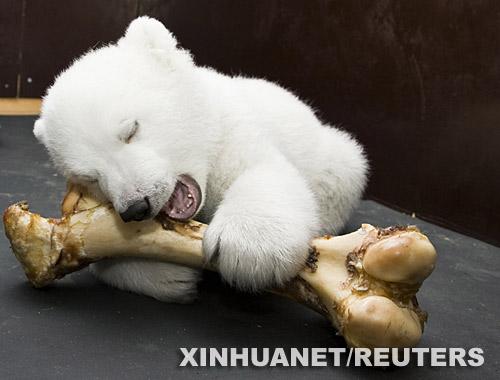 德国小北极熊动物园啃骨头(组图)