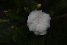 ŵӼ450Dϸ(9)