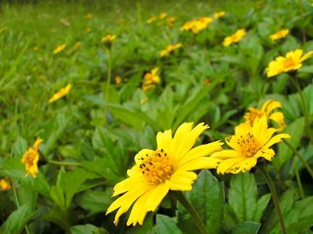 ����˵�Ц������DCͨ��A735��������(13)