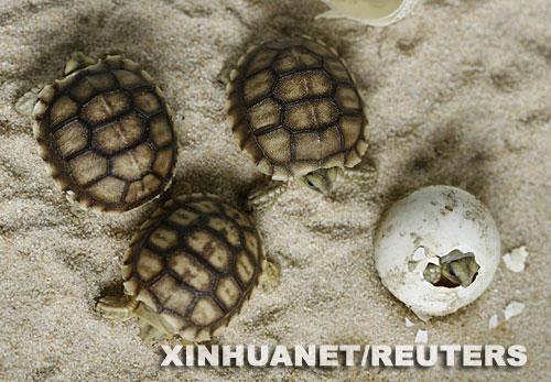 组图:镜头记录小海龟诞生