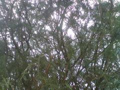 ����C700������K850i����������Ա�(16)