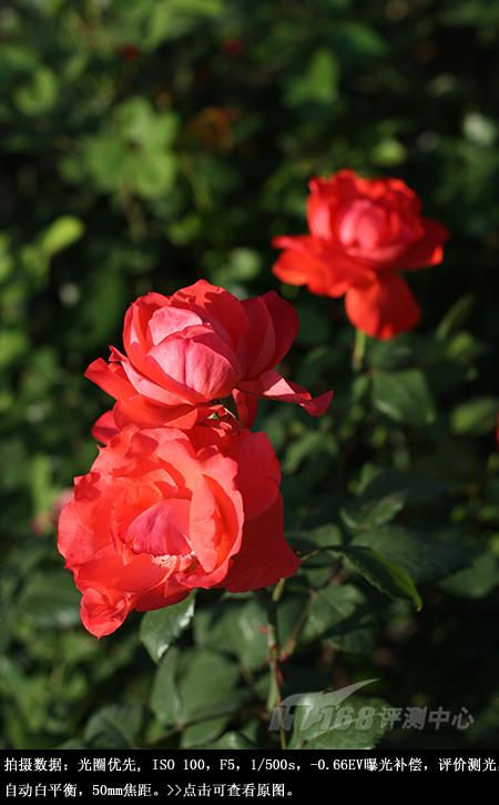 ���ŵ����ɳ��ķ��ռ���EOS450D����(13)