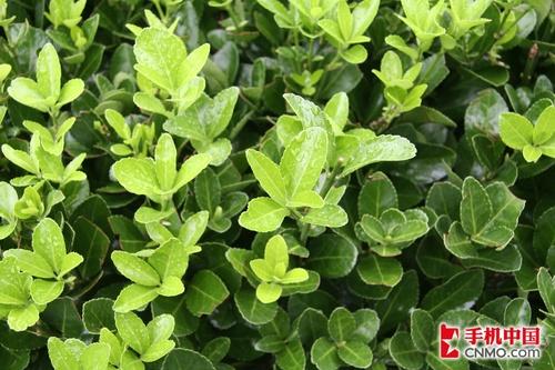 天语C800与数码相机实拍对比(6)