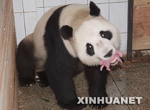卧龙大熊猫产下地震后首对双胞胎(图)