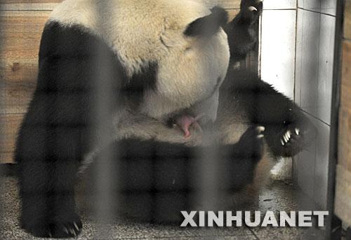 卧龙大熊猫产下地震后首对双胞胎(图)