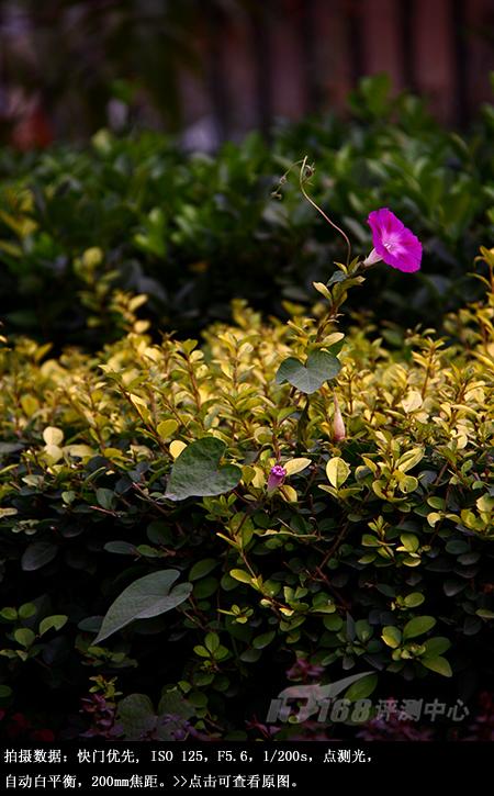 从细节处呈现美丽佳能单反EOS50D评测(10)