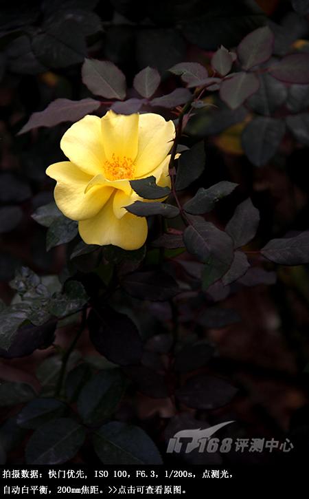 从细节处呈现美丽佳能单反EOS50D评测(10)
