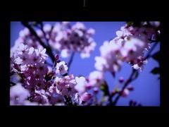 С����͵��TCL��ƷX9ϵ��Һ��TV����