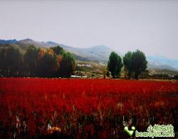 �ӵ�DVD���ȿ�RM-A6Ӳ�̲���������