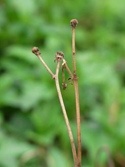 高速连拍便携长焦优秀理光CX1详尽评测(13)