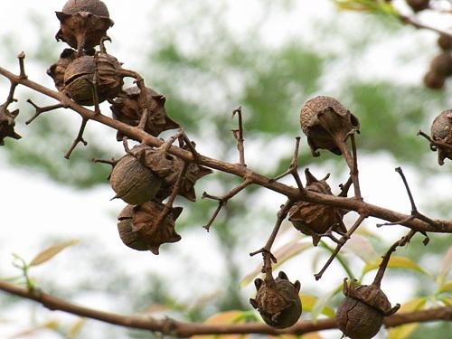 高速连拍便携长焦优秀理光CX1详尽评测(11)